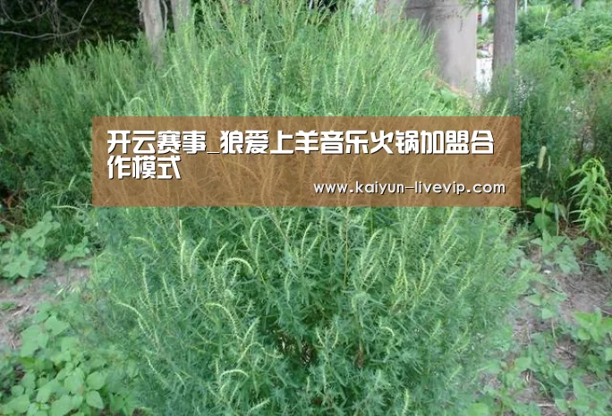 开云赛事